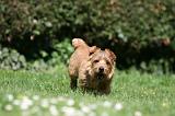 NORFOLK TERRIER 095